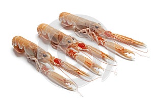 Fresh raw langoustines