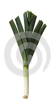 Fresh raw leek isolated on white. Ripe onion