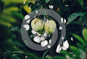 Fresh raw mango pair hanging up on a tree close up photo