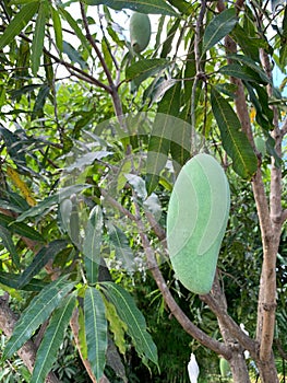 A Fresh raw mango on tree farm