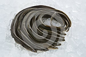 Fresh raw eels on ice
