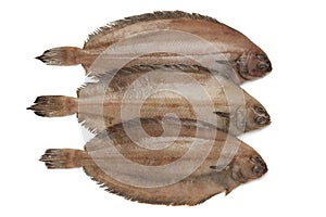 Fresh raw megrim fish