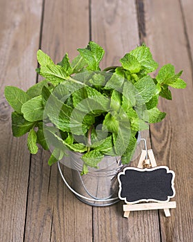 Fresh raw mint bunch in metal bucket on wooden background.