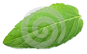 Fresh raw mint leaf on white