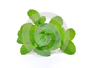 Fresh raw mint leaves isolated on white background