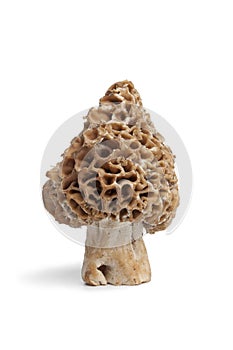 Fresh raw Morel mushroom