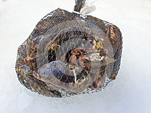 Fresh raw mussel on ice