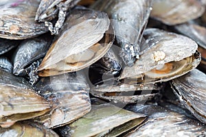 Fresh raw mussels background