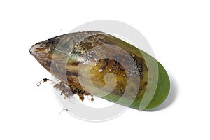 Fresh raw New Zealand green lipped mussel