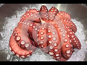 Fresh Raw Octopus on Ice