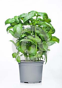 Fresh raw organic basil plant in bucket on white background