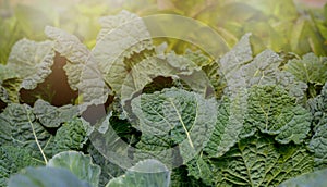 Fresh raw organic cabbage in the garden.