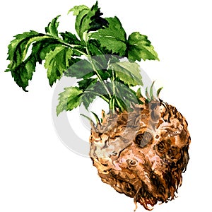 Fresh raw organic celery root with leaves, healthy food, isolated, watercolor illustration on white