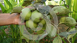 Fresh raw organic green apples hanging on apple tree.