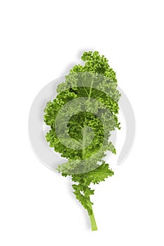 Fresh raw organic green kale leaf on white isolated background with clipping path in vertical. Kale is Superfood for diet, have