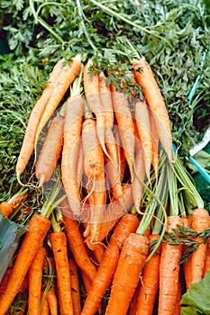Fresh raw organic uncooked carrot vegetables for sale at farmers market. Vegan food and healthy nutrition concept.Top view