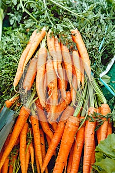 Fresh raw organic uncooked carrot vegetables for sale at farmers market. Vegan food and healthy nutrition concept.Top view