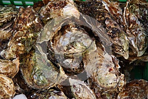 Fresh raw oysters in market