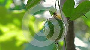 Fresh Raw Passion fruit with sunlight