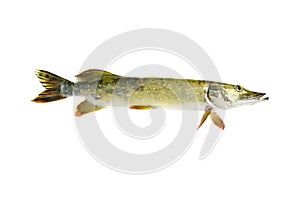 Fresh raw pike Esox lucius fish isolated on white