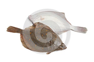 Fresh raw plaice fishes photo