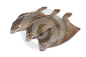 Fresh raw plaice fishes photo