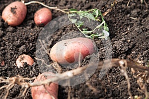 Fresh and raw potato on a field, freshly dug