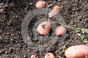 Fresh and raw potato on a field, freshly dug