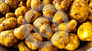Fresh Raw Potatoes Vegetable. Closeup Shot.