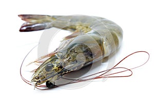 Fresh raw prawns