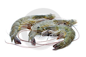 Fresh raw prawns