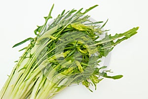 Fresh and raw puntarelle chicory on white