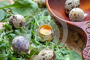 Fresh raw quail eggs in wooden spoon with arugula and spinach salad leaves