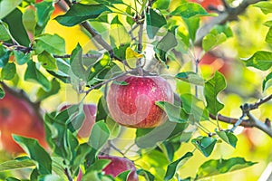 Fresh raw red apple on the branch in the garden on sunny day