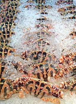 Fresh raw red crabs on ice at the seafood market