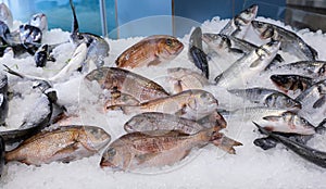 Fresh raw red Porgy or Pagrus pagrus and European bass or Dicentrarchus labrax fishes on ice on the counter at the fish market in photo