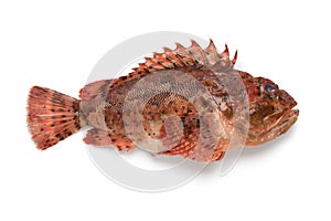 Fresh raw red scorpionfish