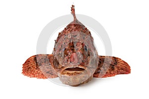 Fresh raw red scorpionfish in front view