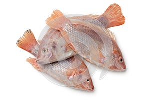 Fresh raw red tilapia fishes