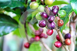 Fresh raw and ripe coffee beans on branch of tree with green leaf