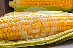 Fresh raw ripe corn close up