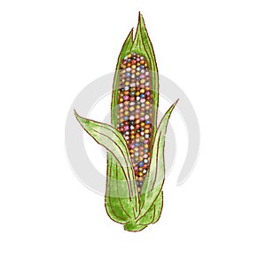Fresh raw Ripe Ear of Cob colored glass gem corn. vegetable isolated icon. Rareripes. hastings