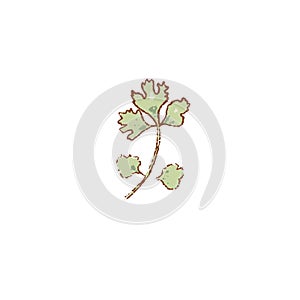 Fresh raw Ripe green parsley herb isolated icon. Spring garden salad. Rareripes. hastings, farm market, Vector illustration. hand-