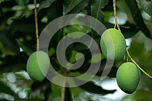 Fresh Raw and ripe  Mango on tree, Summer fruit on tree