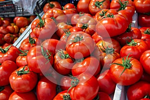 Fresh raw ripe tomatoes sold on outdoor market. Farm seasonal fruits and vegetables