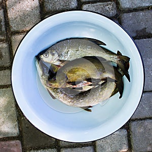 Fresh raw river fish. Pike, tench, bream. Catch.