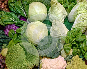 Fresh raw ruciferous vegetables. Savoy cabbage, red cabbage, broccoli, cauliflower, chinese cabbage, kohlrabi, romanesco broccoli