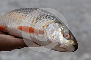 Fresh raw Rui fish in a woman\'s hand with blurred background. This fish is a member of the carp family photo