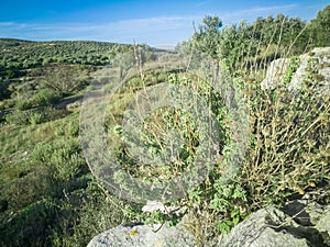 Fresh raw sage in mountain. Wild Sage herb grows on the field. Greek Herbs