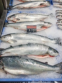 Fresh raw salmon fish for sale at local market in Ibiza, Spain